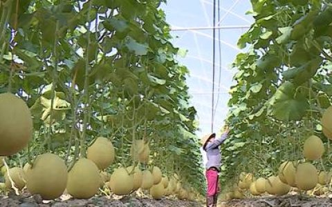 Hội Nông dân huyện Thọ Xuân: Hơn 33 nghìn hộ nông dân đăng ký thi đua sản xuất, kinh doanh giỏi