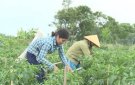 Huyện Thọ Xuân: Hơn 500ha cây trồng liên kết và bao tiêu sản phẩm trong sản xuất vụ đông 2020- 2021