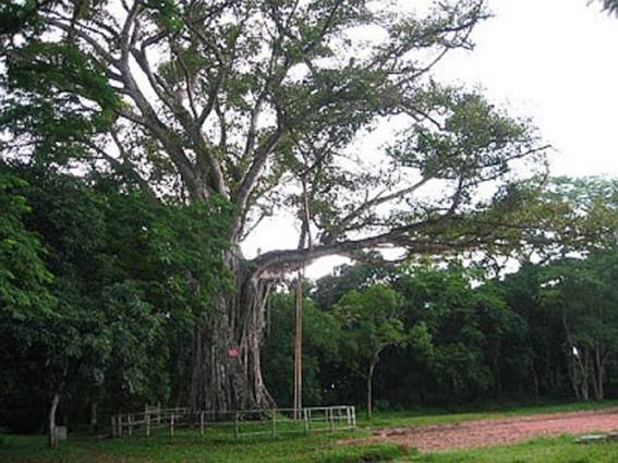 http://thoxuan.thanhhoa.gov.vn/file/download/635781458.html