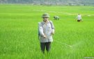 Hướng dẫn phòng trừ sâu bệnh cuối vụ Chiêm Xuân năm 2025