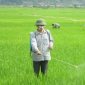 Hướng dẫn phòng trừ sâu bệnh cuối vụ Chiêm Xuân năm 2025