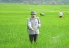 Hướng dẫn phòng trừ sâu bệnh cuối vụ Chiêm Xuân năm 2025
